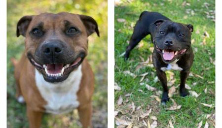 Staffordshire Bull Terrier for sale by SALMACSTAF