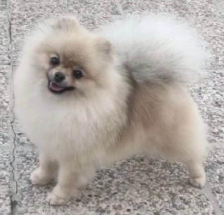 Pomeranian for sale by ROYALCRUSH