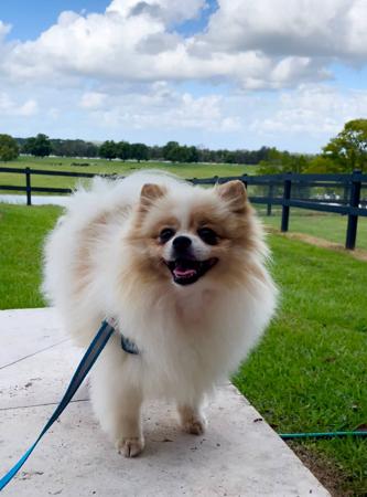 Pomeranian for sale by ROYALCRUSH