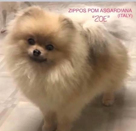 Pomeranian for sale by ROYALCRUSH