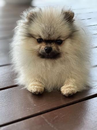 Pomeranian for sale by ROYALCRUSH