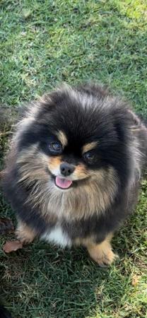 Pomeranian for sale by ROYALCRUSH