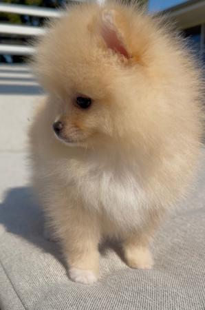 Pomeranian puppy for sale by ROYALCRUSH
