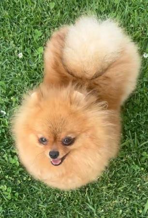 Pomeranian dog for sale by ROYALCRUSH
