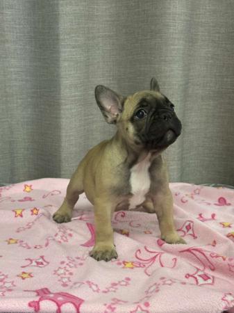 French Bulldog for sale by BULLOVED