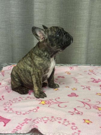 French Bulldog for sale by BULLOVED