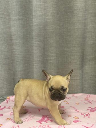 French Bulldog for sale by BULLOVED
