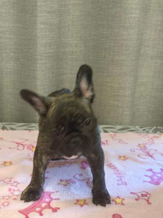 French Bulldog for sale by BULLOVED