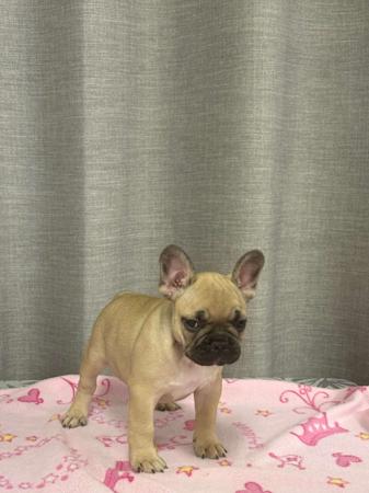 French Bulldog for sale by BULLOVED