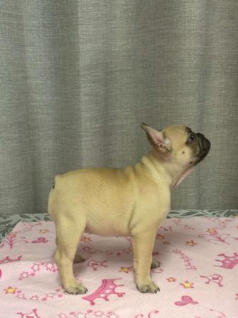 French Bulldog for sale by BULLOVED