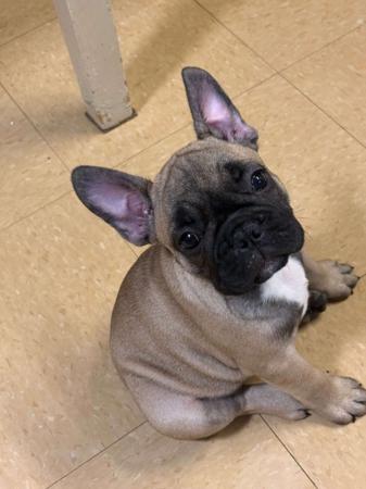 French Bulldog puppy for sale by BULLOVED