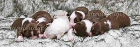 Australian Shepherd for sale by SANDIRIDGES