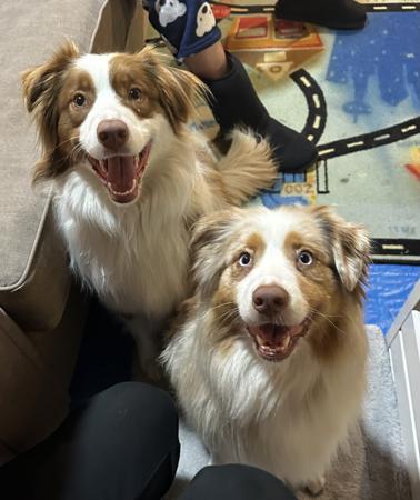 Australian Shepherd for sale by SANDIRIDGES