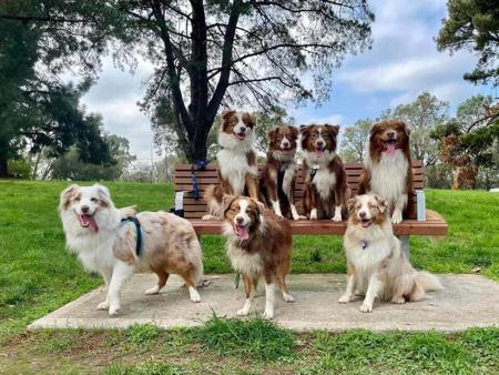 Australian Shepherd for sale by SANDIRIDGES