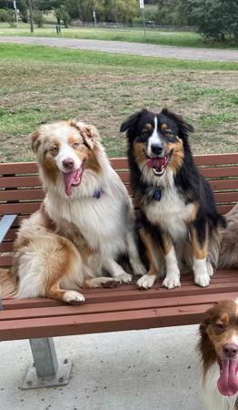 Australian Shepherd for sale by SANDIRIDGES