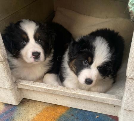 Australian Shepherd for sale by SANDIRIDGES