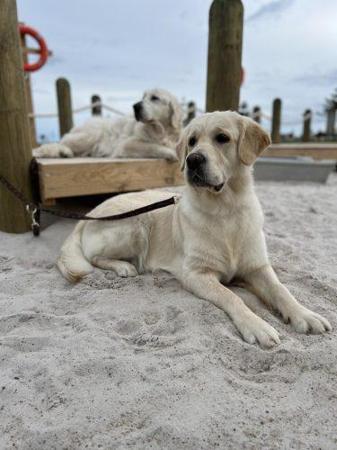 Golden Retriever for sale by BREABELL
