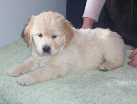 Golden Retriever for sale by BREABELL