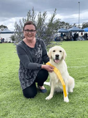 Golden Retriever for sale by BREABELL