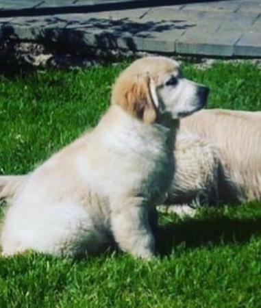 Golden Retriever for sale by BREABELL