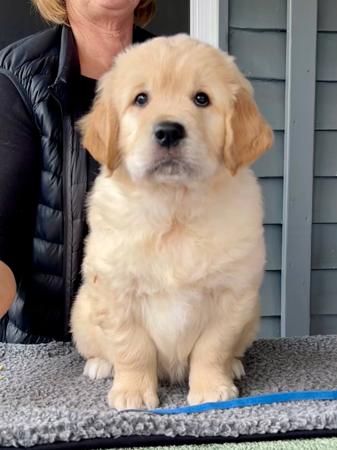 Golden Retriever for sale by BREABELL