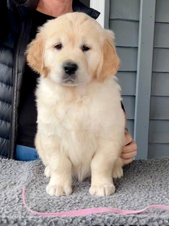 Golden Retriever for sale by BREABELL