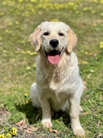 Golden Retriever for sale by BREABELL