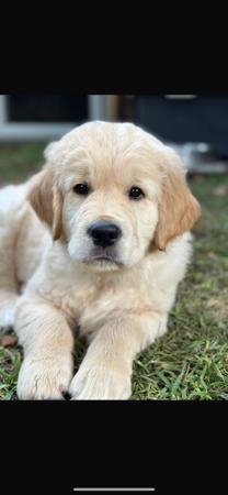 Golden Retriever for sale by BREABELL