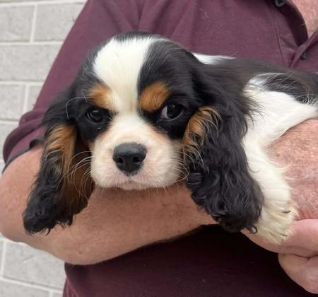 Cavalier King Charles Spaniel puppy for sale by ECOCAV