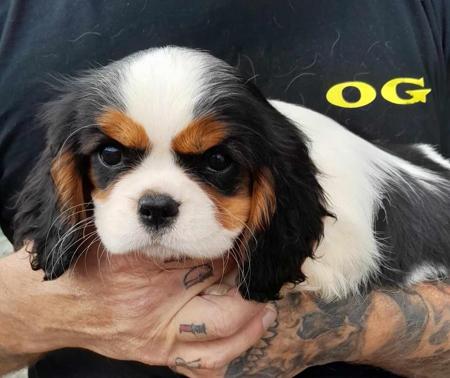 Cavalier King Charles Spaniel for sale by ECOCAV