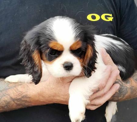 Cavalier King Charles Spaniel for sale by ECOCAV
