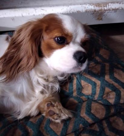 Cavalier King Charles Spaniel for sale by ECOCAV