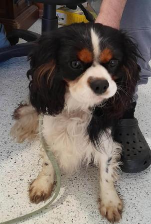Cavalier King Charles Spaniel for sale by ECOCAV