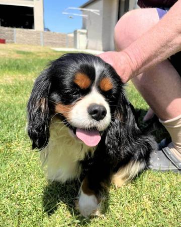 Cavalier King Charles Spaniel for sale by ECOCAV