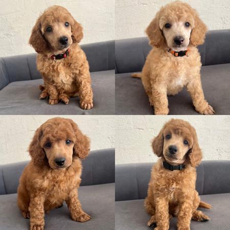 Poodle (Miniature) puppy for sale by MADREPOODLES