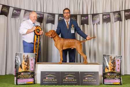 Hungarian Vizsla for sale by GOLDSTAUB