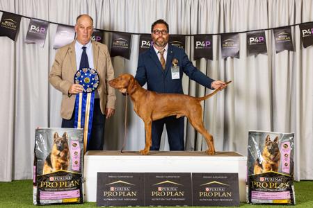 Hungarian Vizsla for sale by GOLDSTAUB