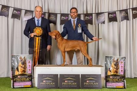 Hungarian Vizsla for sale by GOLDSTAUB