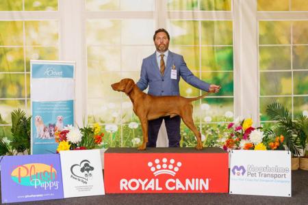 Hungarian Vizsla for sale by GOLDSTAUB