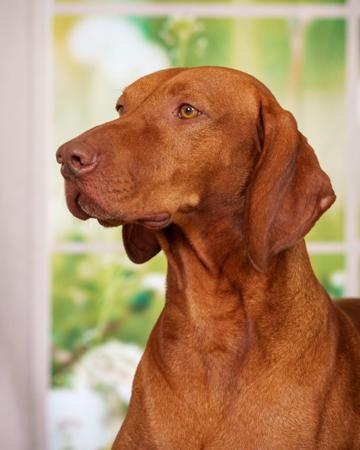 Hungarian Vizsla for sale by GOLDSTAUB