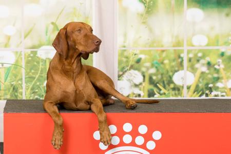 Hungarian Vizsla for sale by GOLDSTAUB