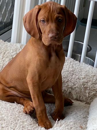 Hungarian Vizsla for sale by GOLDSTAUB