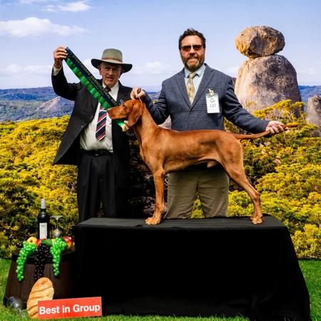 Hungarian Vizsla for sale by GOLDSTAUB