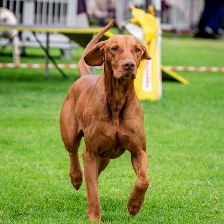Hungarian Vizsla for sale by GOLDSTAUB