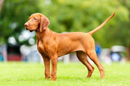 Hungarian Vizsla for sale by GOLDSTAUB