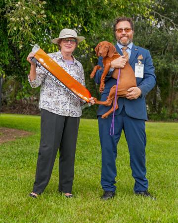 Hungarian Vizsla for sale by GOLDSTAUB