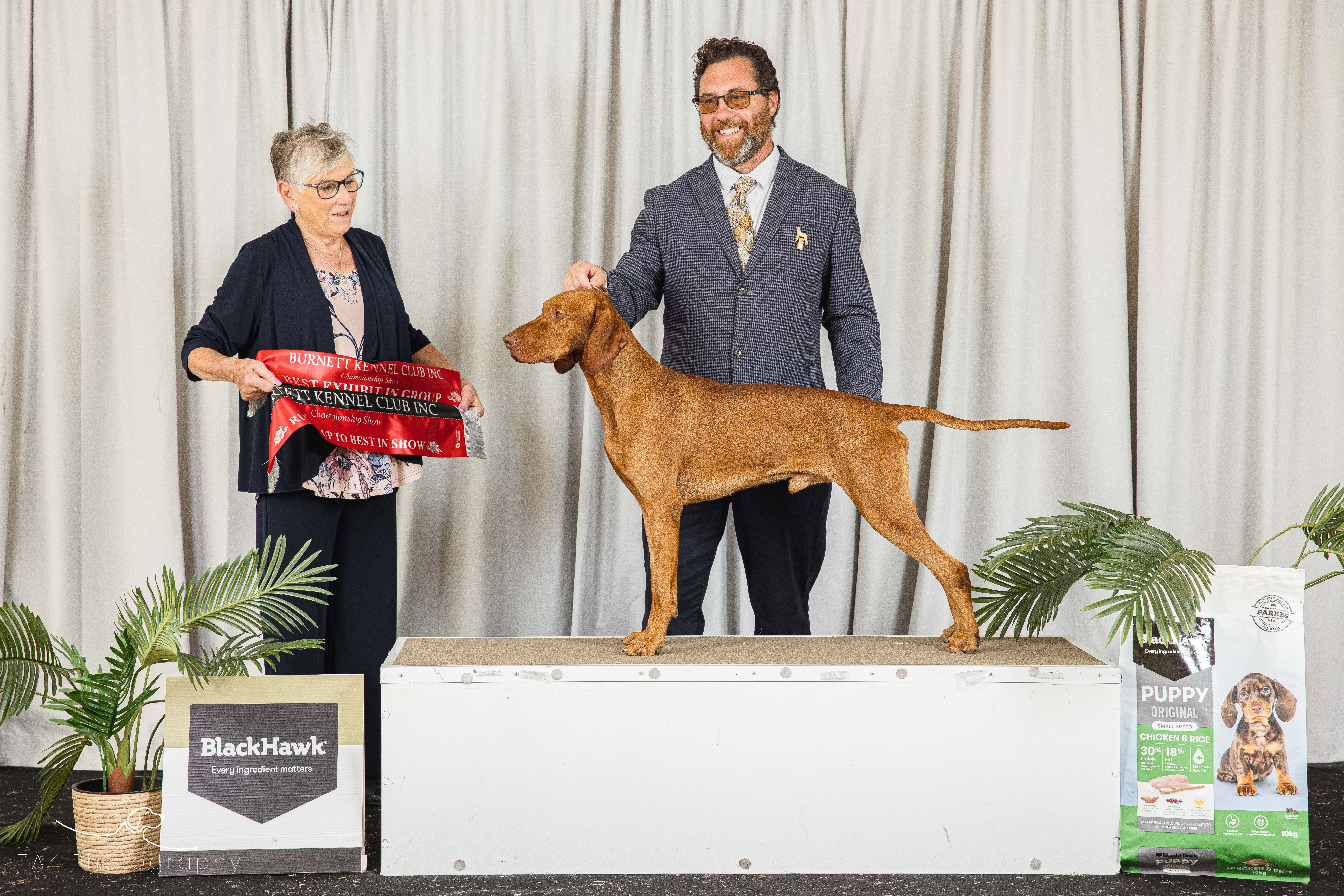 Hungarian Vizsla for sale by GOLDSTAUB
