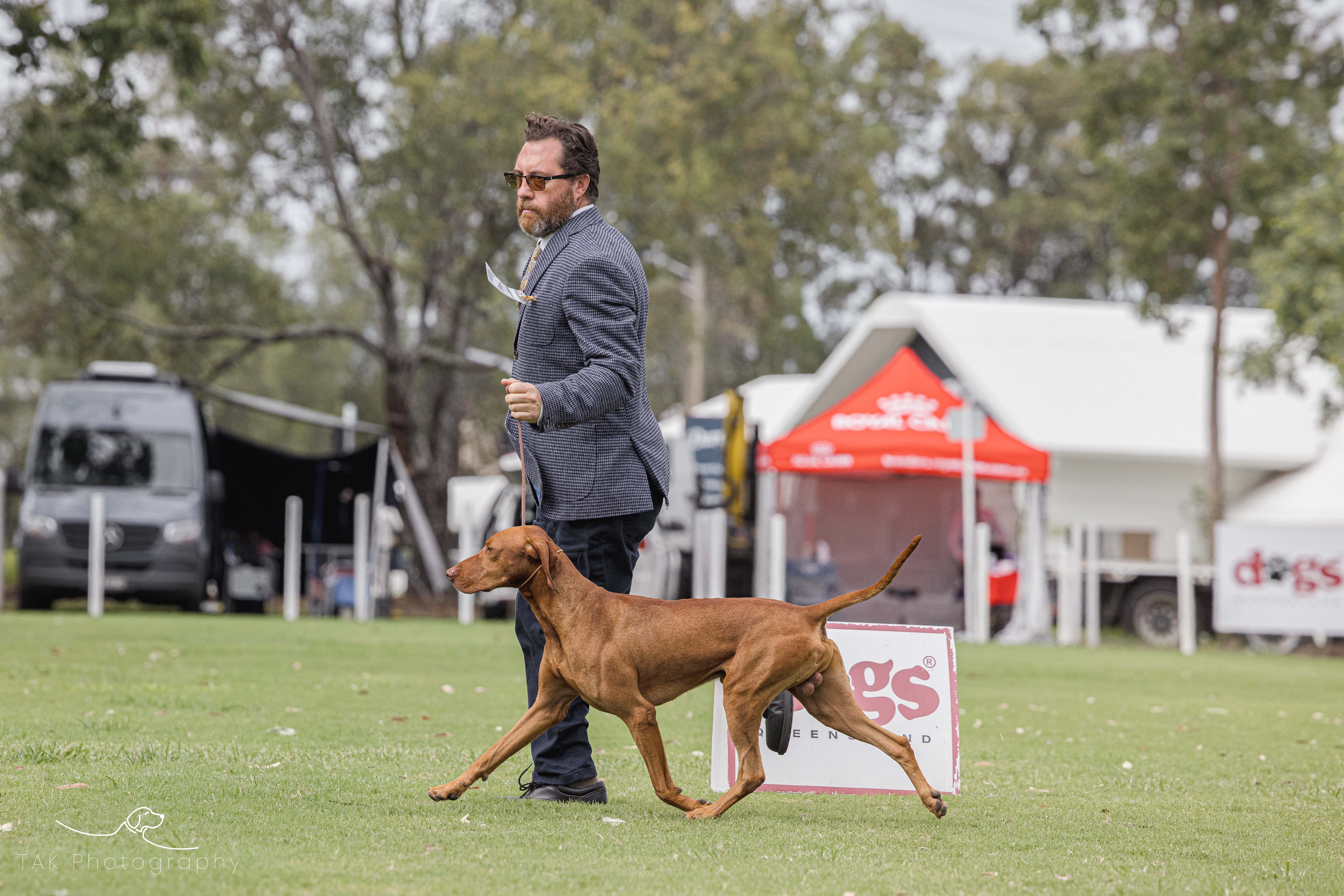 Hungarian Vizsla for sale by GOLDSTAUB