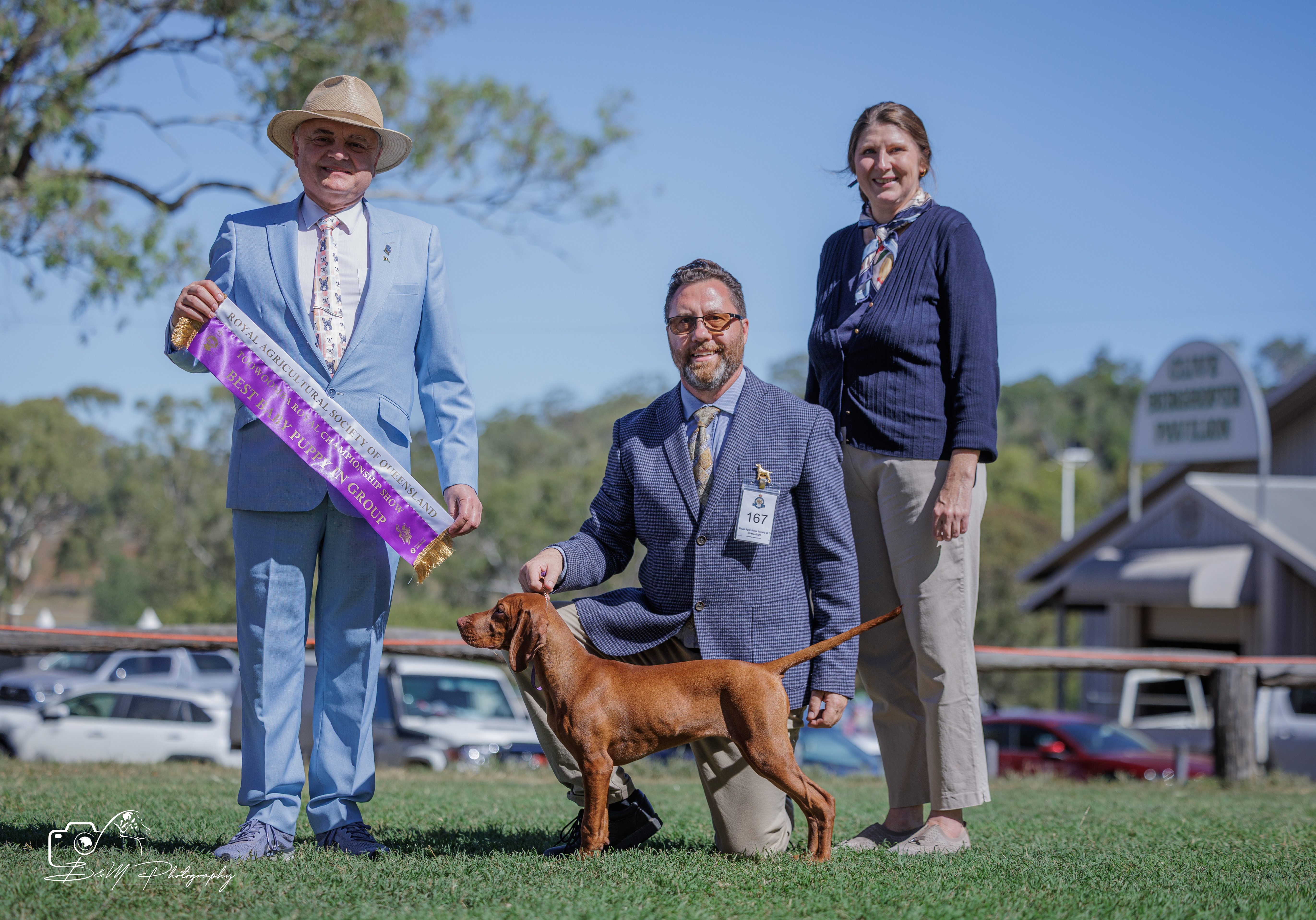 Hungarian Vizsla for sale by GOLDSTAUB