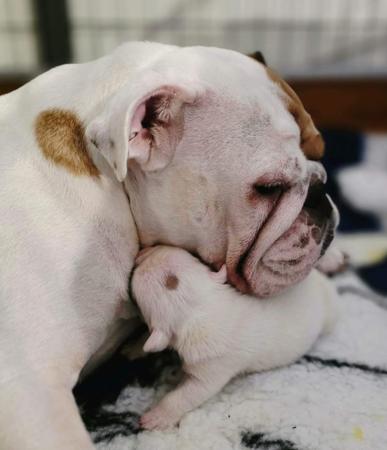 British Bulldog for sale by SPENLEY